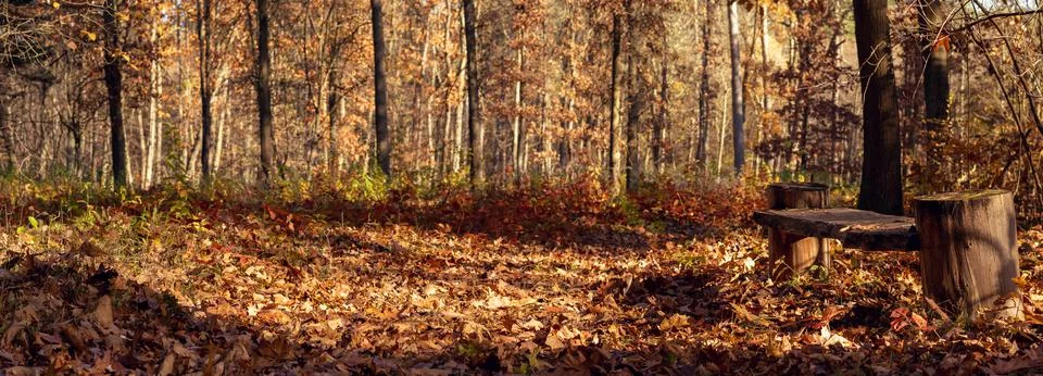 Bench in the forest. Fotos Stock
