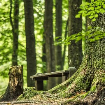 A bench in a forest Foto stock