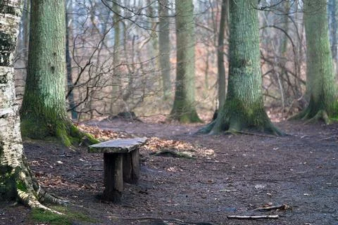 Bench in a forest Stock Photos