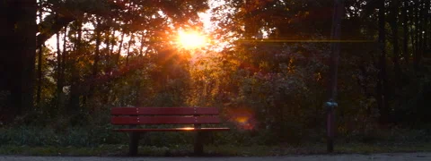 Bench in the forest Sunset Anamorphic Stock Footage 138397148