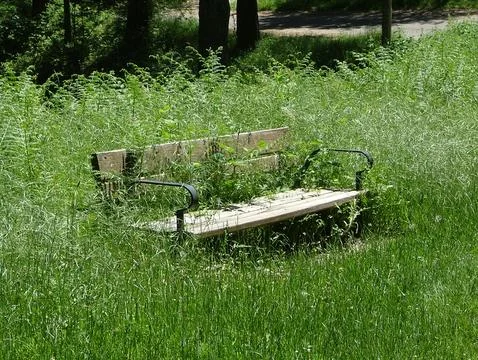 Bench in the forest surrounded by vegetation Stock Photos