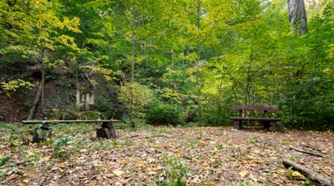 Bench in the Forest Timelapse Stock Footage 31340872