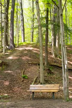 Bench on a forest trail Foto stock
