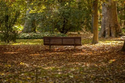 Bench in the forest with trees around it. Stock Photos