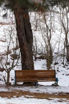 Bench in front of a tree Fotos Stock