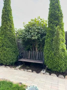 A bench is in front of two tall evergreen trees Stock Photos