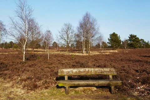 Bench into heathland in spring Stock Photos
