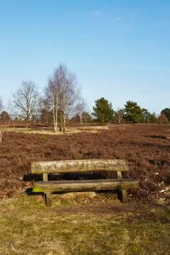 Bench into heathland in spring Stock Photos
