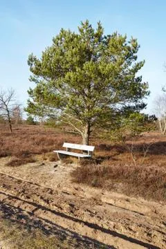 Bench into heathland in spring Stock Photos