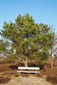 Bench into heathland in spring Stock Photos