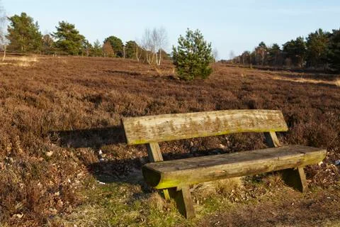 Bench into heathland in spring Stock Photos