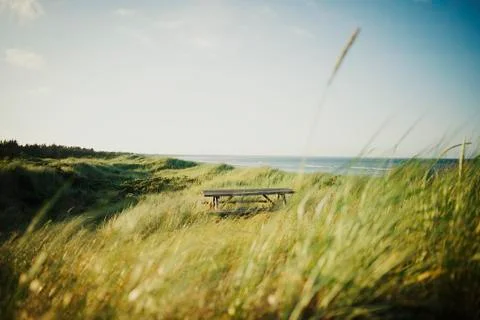 A Bench in High Grass by The Ocean - Harmony Stock Photos