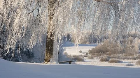 Bench on a hill under a birch tree in ice and snow in winter on a frosty sunn Stock Photos