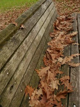 Bench with leafes in autumn Stock Photos