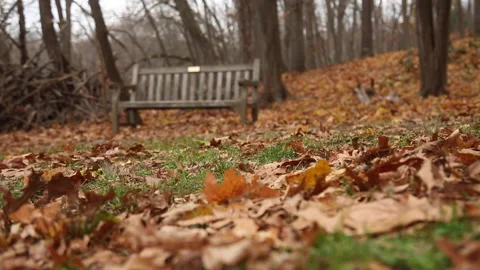 BENCH LEAVES FOREGROUND Stock-Footage 194575044