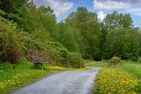 Bench on a Lush Forest Path Stock Photos
