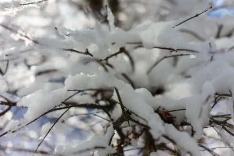 Bench of maple tree covered in snow Stock Photos