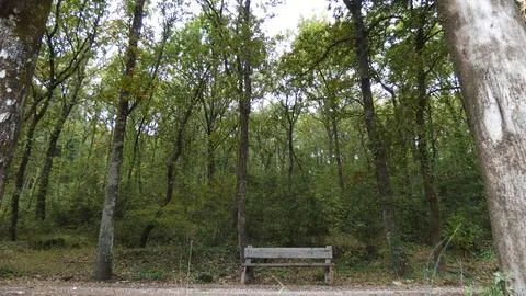 Bench in the middle of the woods Stock Photos