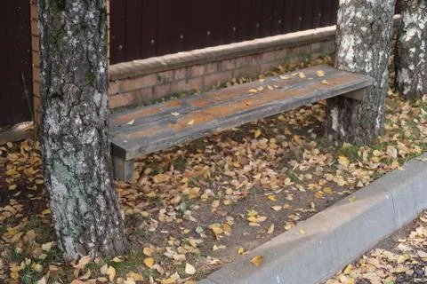 Bench nailed between two birches against a background of fallen leaves, autum Stock Photos