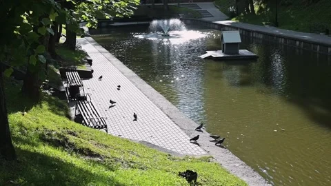 Bench near a pond while birds gather on the edge of the water. Vídeos de archivo 344527906