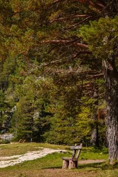 Bench on the outskirts of the forest. Stock Photos