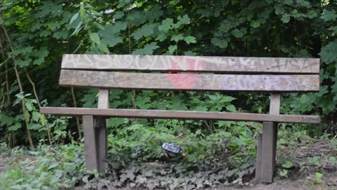 Bench painted with graffiti in park Stock Footage 281203000