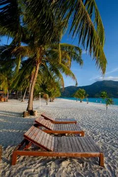 Bench with palm forest Stock Photos