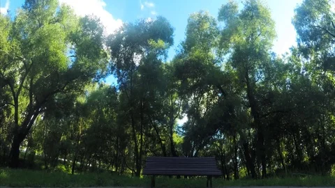 Bench in park among trees timelapse Vidéo 78017427