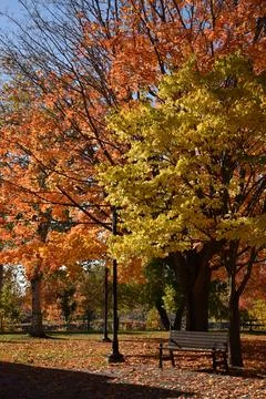 A bench in the park in the fall Stock Photos