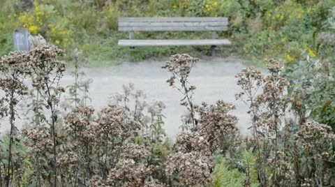 Bench in the park Stock Footage 11133558
