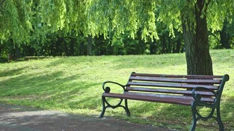 Bench in the park Stock Footage 50931156