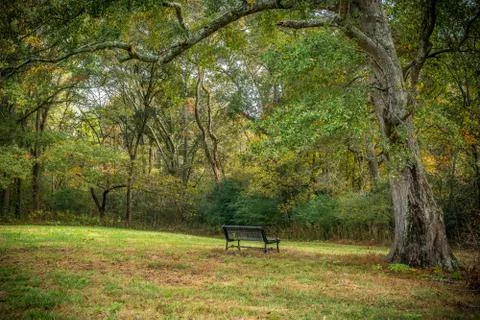 Bench in the park Stock Photos