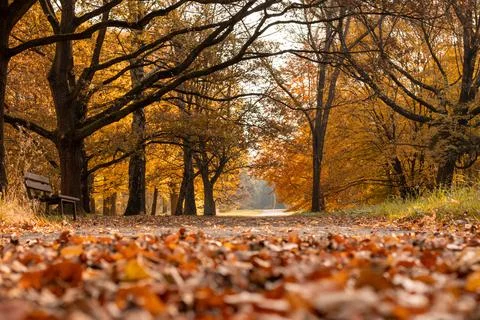 Bench in the park. Fotos Stock