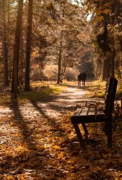Bench in the park. Fotos Stock