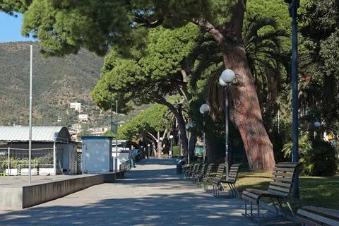 Bench in park with pine trees on sea coast of Italy, Liguria. Tourism and Stock Photos