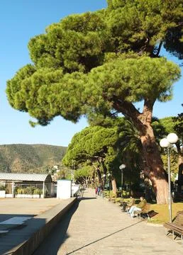 Bench in park with pine trees on sea coast of Italy, Liguria. Tourism and Stock Photos