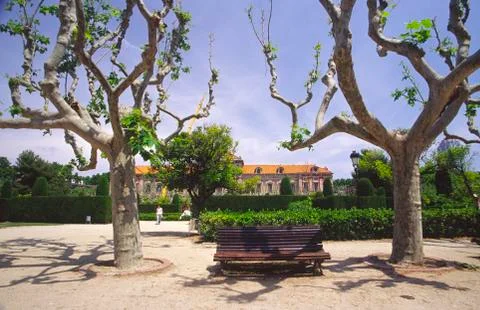 Bench park plane between two sycamore trees tree Stock Photos