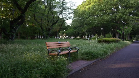 Bench in the park on a quiet summer evening Stock Footage 241494243