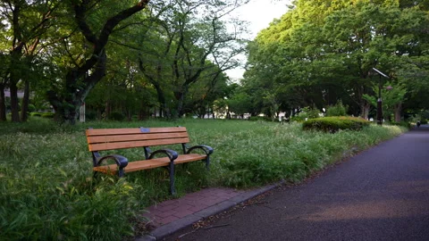 Bench in the park on a quiet summer evening Stock Footage 241494569