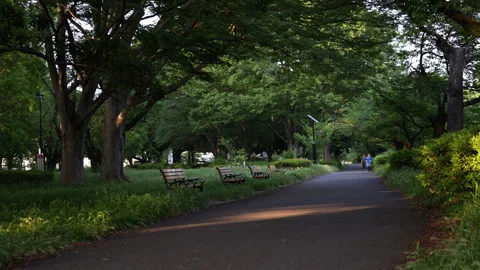 Bench in the park on a quiet summer evening Stock Footage 241494607