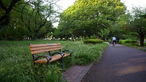 Bench in the park on a quiet summer evening Stock Footage 241494615