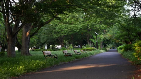 Bench in the park on a quiet summer evening Stock Footage 241495836