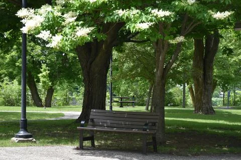 A bench in the park in the spring Stock Photos
