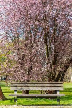 A bench is in a park with a tree behind it Stock Photos