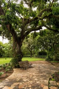 A bench in a park under an exotic tree in Brazil Stock Photos