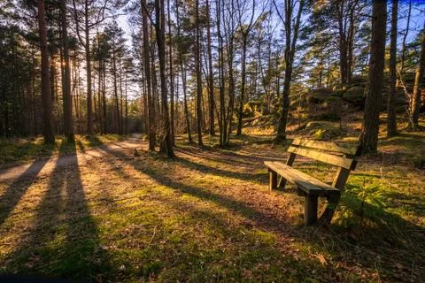 Bench in a pine wood, trees throwing shadows in evening sunlight at Furulunden Stock Photos