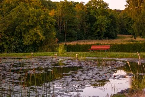 Bench at a pond during summer at sunset light Stock Photos