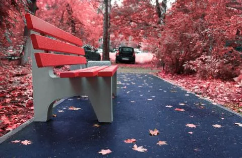 A bench with red maple and trees in the park in autumn Stock Photos