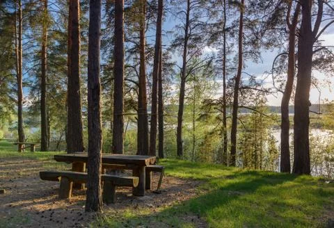 Bench for rest in a pine forest on the river bank Stock Photos