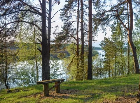 Bench for rest in a pine forest on the river bank Stock Photos